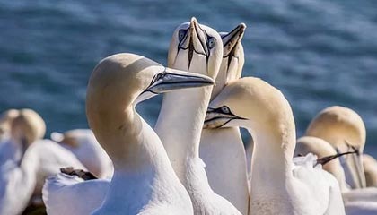 切尔西这次换人像临时改口，瞬间破防，一句话把气氛点燃