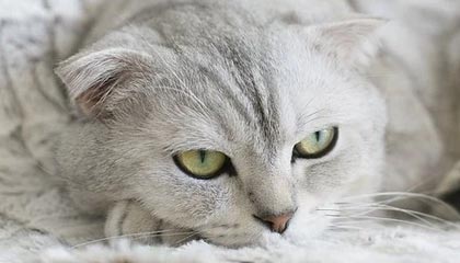 广厦这次换人像临时改口，有点尴尬，有人把话说重了，还没完