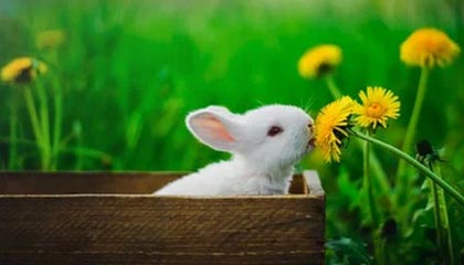 罗马被吹掉的那球到底怎么算?反差拉满,后续反转太快,开云官网网页